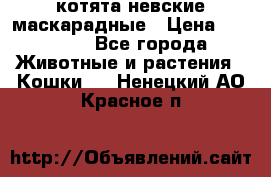 котята невские маскарадные › Цена ­ 18 000 - Все города Животные и растения » Кошки   . Ненецкий АО,Красное п.